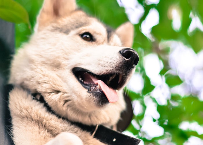 Animal Hospital in Piedmont, SC | Powdersville Animal Hospital Animal Hospital in Piedmont, SC | Powdersville Animal Hospital