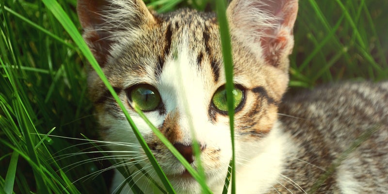 cat looking through grass