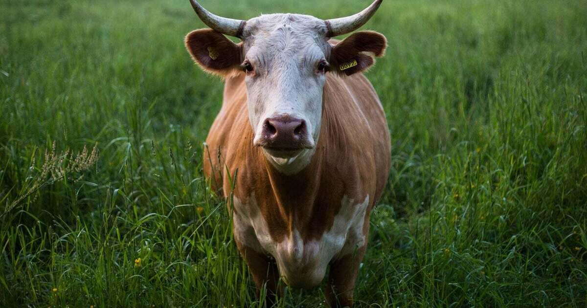 Contact Us Animal Health Care Associates, LTD