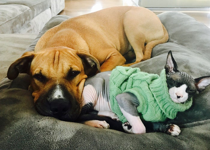 dog-and-hairless-cat-snuggling 