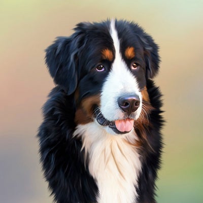 Bernese-mountain-dog
