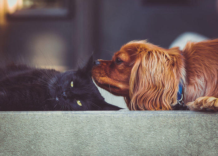red dog sniffing black cats head 