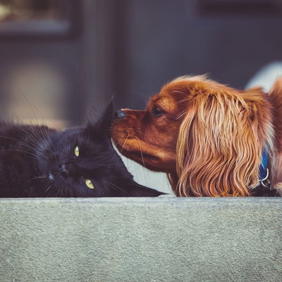 red-dog-sniffing-black-cats-ear