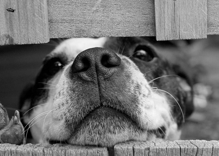 black-and-white-dog-with-head-in-fence 