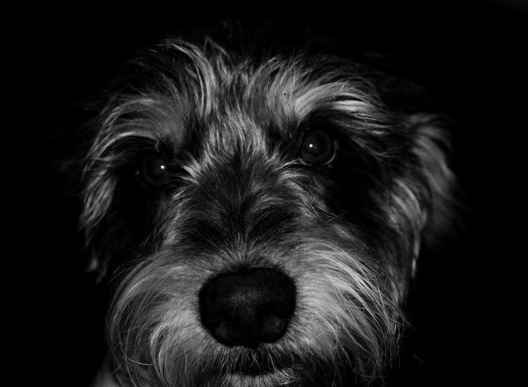 Animal Hospital in Vidalia, GA Vidalia Veterinary Clinic