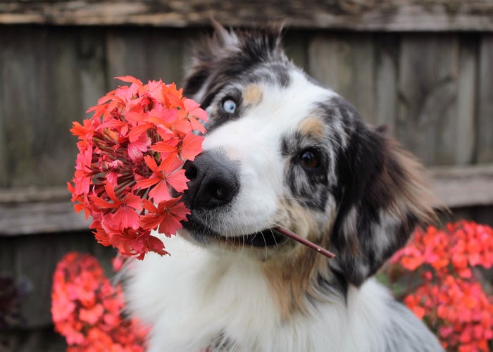 border collie with flowers around their face 