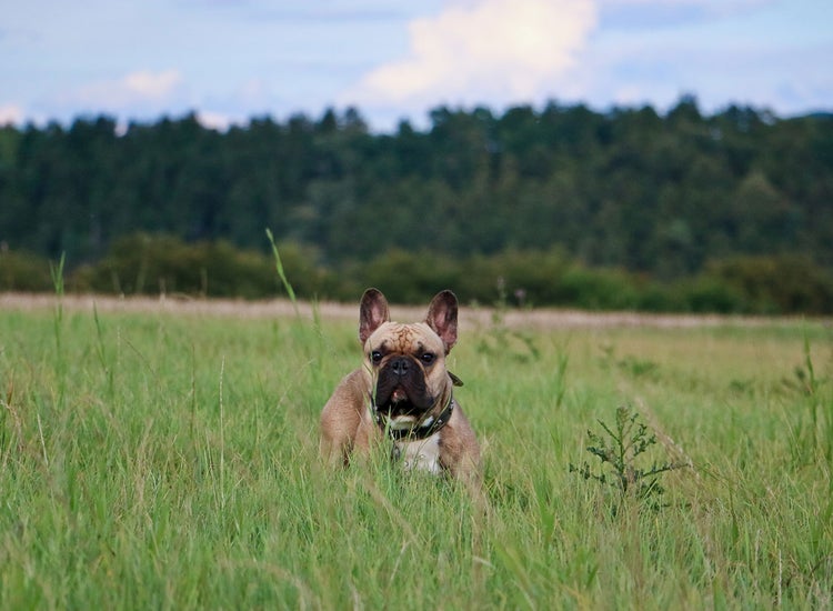 french bulldog in a field of tall grass