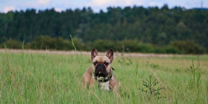 Pet Doctor in Houghton Lake, MI | South Shore Animal Hospital Pet Doctor in Houghton Lake, MI | South Shore Animal Hospital