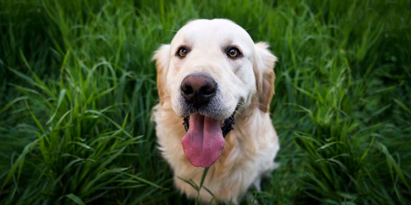 Pet Doctor in Patterson, CA | Patterson Veterinary Hospital Pet Doctor in Patterson, CA | Patterson Veterinary Hospital