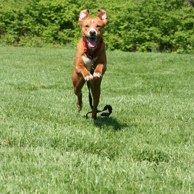dog running in a field 