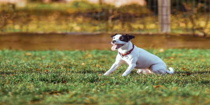 can dogs pick up coccidia