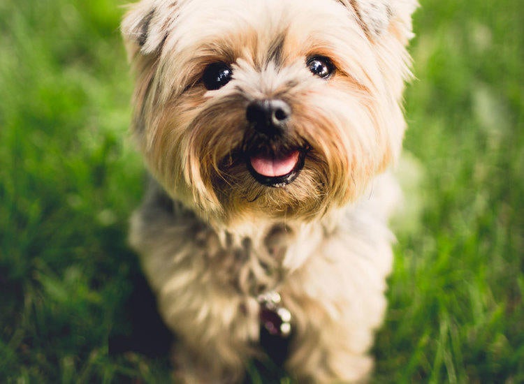 Animal Hospital in Saint Cloud, FL | Narcoossee Animal Hospital Animal Hospital in Saint Cloud, FL | Narcoossee Animal Hospital