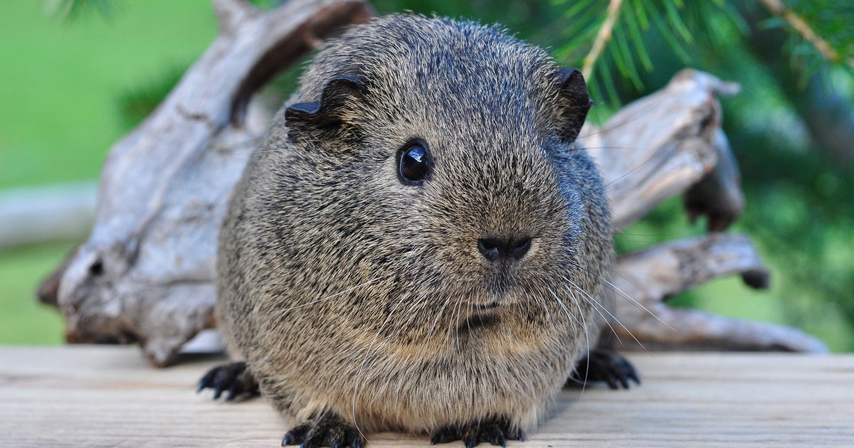 Patient Resources | Ceglinski Animal Clinic Patient Resources | Ceglinski Animal Clinic