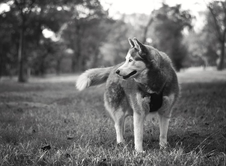 husky in black and white