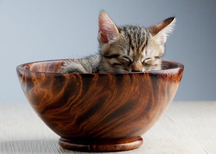 kitten-in-a-bowl 