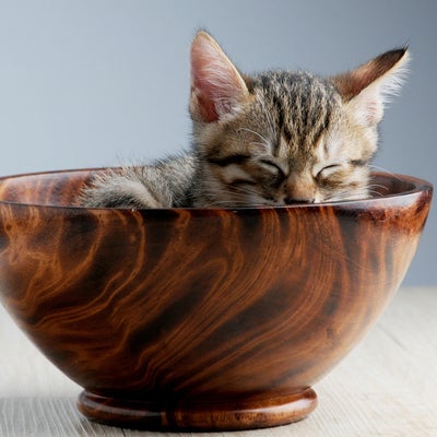 kitten in small bowl 