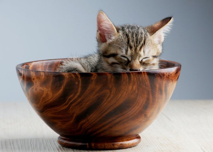kitten-in-a-bowl 