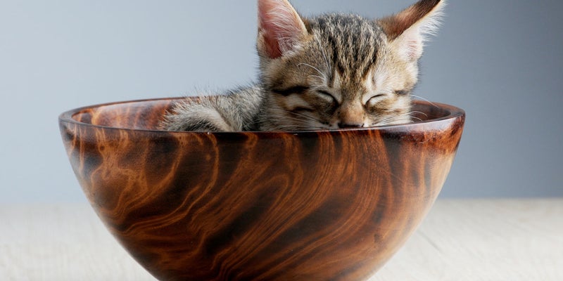 tiny kitten in wooden bowl