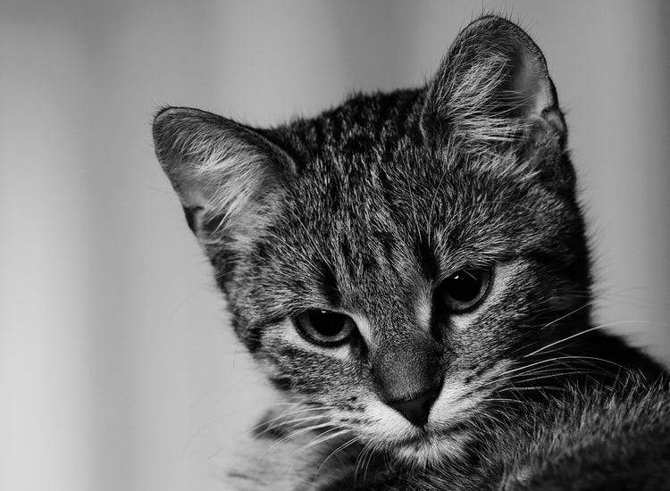 photo of kitten in black and white