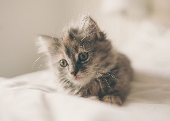 Animal Hospital in Mt Washington, KY | Johnsen Veterinary Services Animal Hospital in Mt Washington, KY | Johnsen Veterinary Services