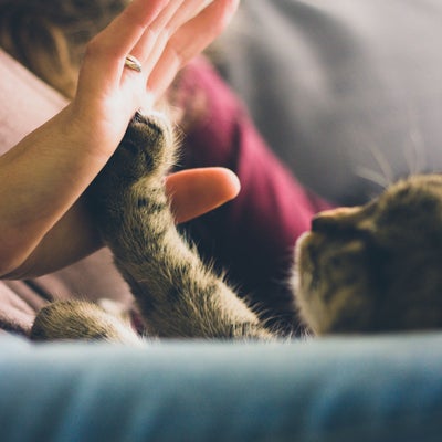 cat-high-fiving-owner