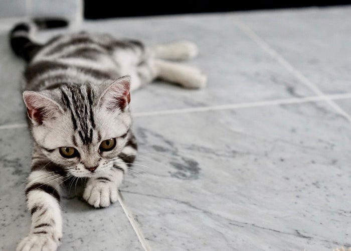striped cat laying on marble tile  