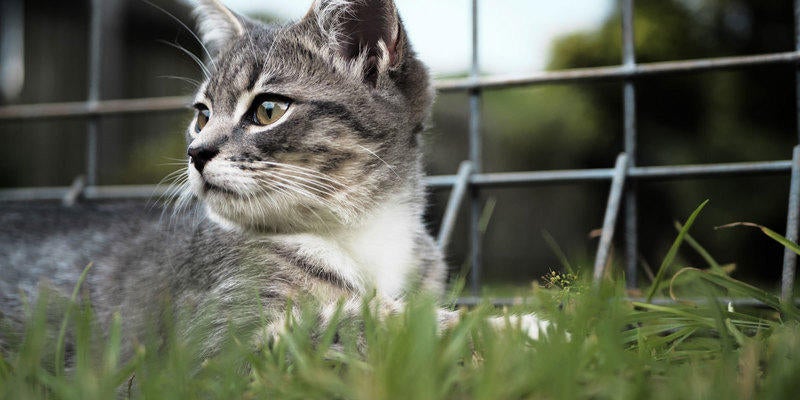 Pet Doctor In Little Rock Ar Otter Creek Animal Hospital