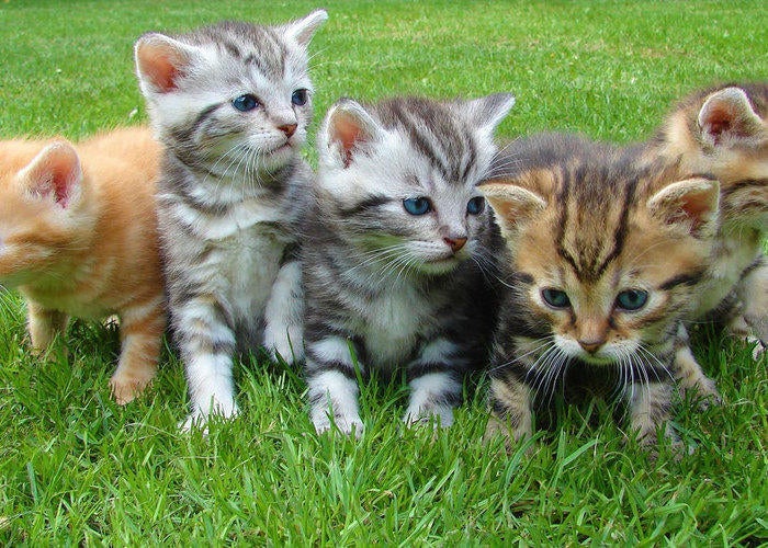 pet kittens outdoors grass.f22ae09f0b7fa2de1726e23c3458bb7a