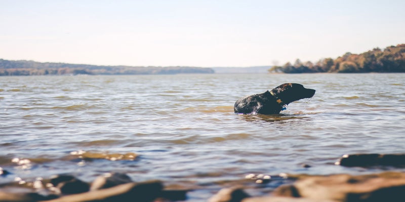 Dog & Cat Veterinarian in Houghton Lake, MI | South Shore Animal Hospital