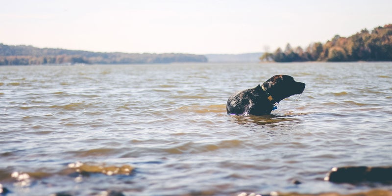 Dog & Cat Veterinarian in Houghton Lake, MI | South Shore Animal Hospital Dog & Cat Veterinarian in Houghton Lake, MI | South Shore Animal Hospital