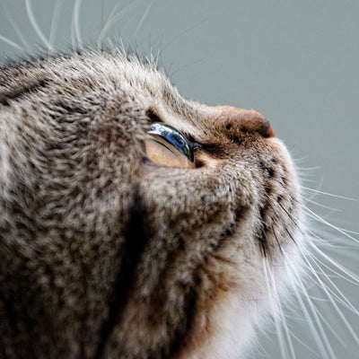 cat looking up with close up of cats face