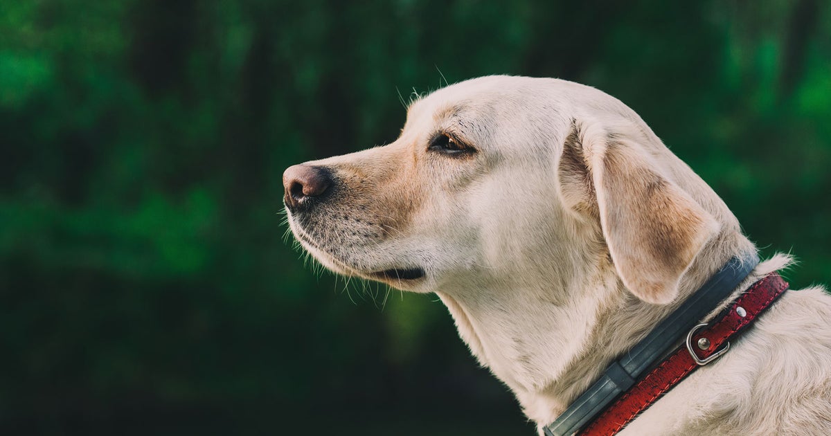 Dog & Cat Veterinarian in Paducah, KY | Ceglinski Animal Clinic Dog & Cat Veterinarian in Paducah, KY | Ceglinski Animal Clinic