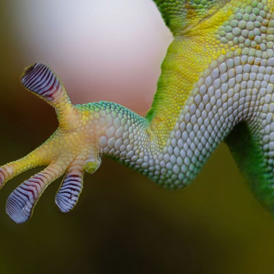 lizard-fingers-on-a-window