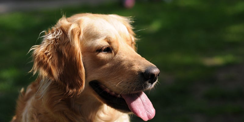 Patient Resources | Pet-Vac Animal Hospital Patient Resources | Pet-Vac Animal Hospital