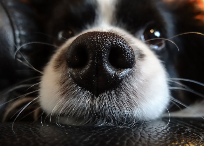 close-up-of-dogs-nose 