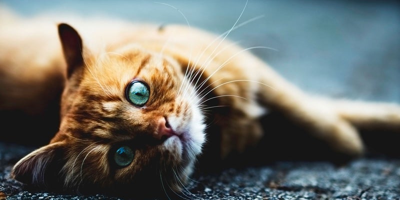 Diagnostics | Oakes Animal Hospital Diagnostics | Oakes Animal Hospital