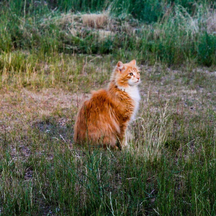 All Pets Vet Hospital Zimmerman Mn / Access Veterinary Care Affordable Vet Clinic in All