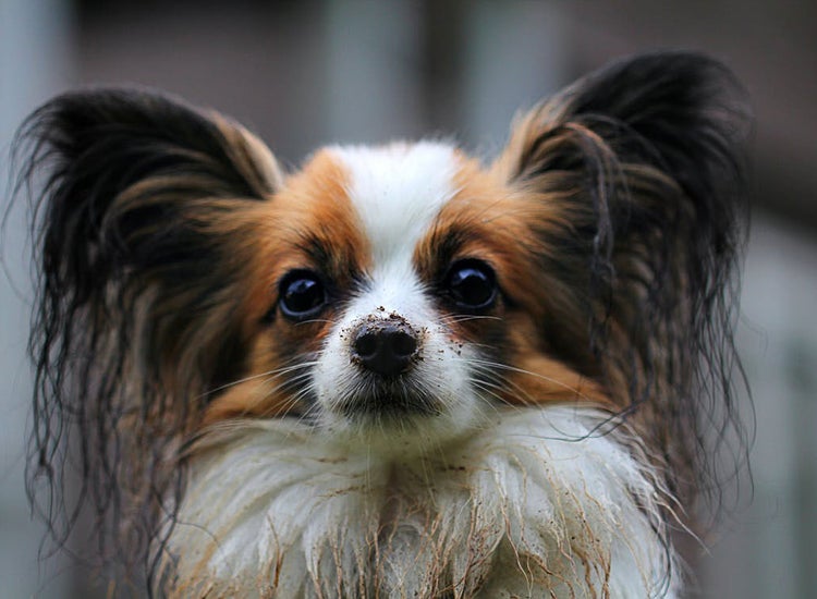 small long haired dog