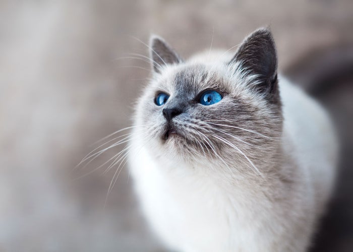 blue eyed cat looking up  