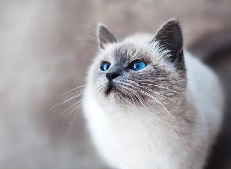 blue eyes Siamese cat 