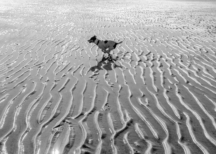 black-and-white-dog-running-on-the-beach 