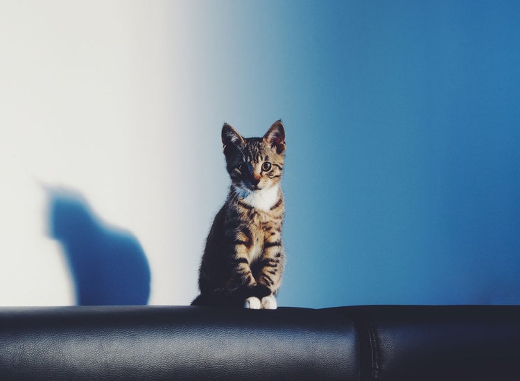 cat on top of sofa in front of blue wall 