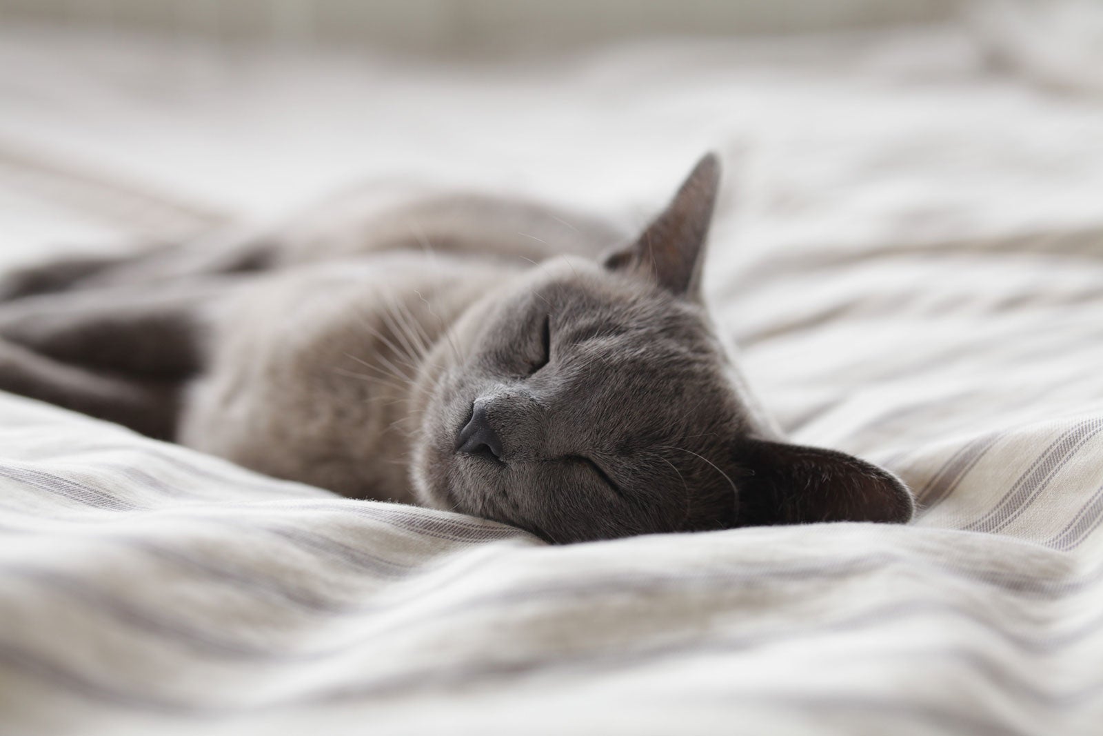 cute grey cat on a blanket 