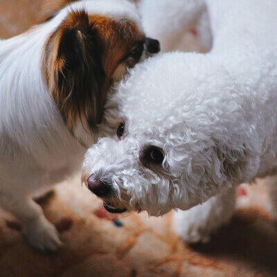 two dogs sniffing each other
