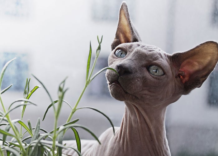 hairless cat smelling a plant  