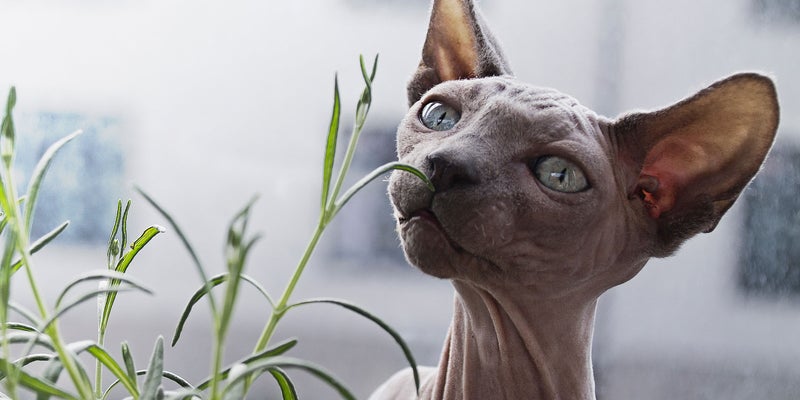 Online Pharmacy Brookside Veterinary Clinic Online Pharmacy Brookside Veterinary Clinic