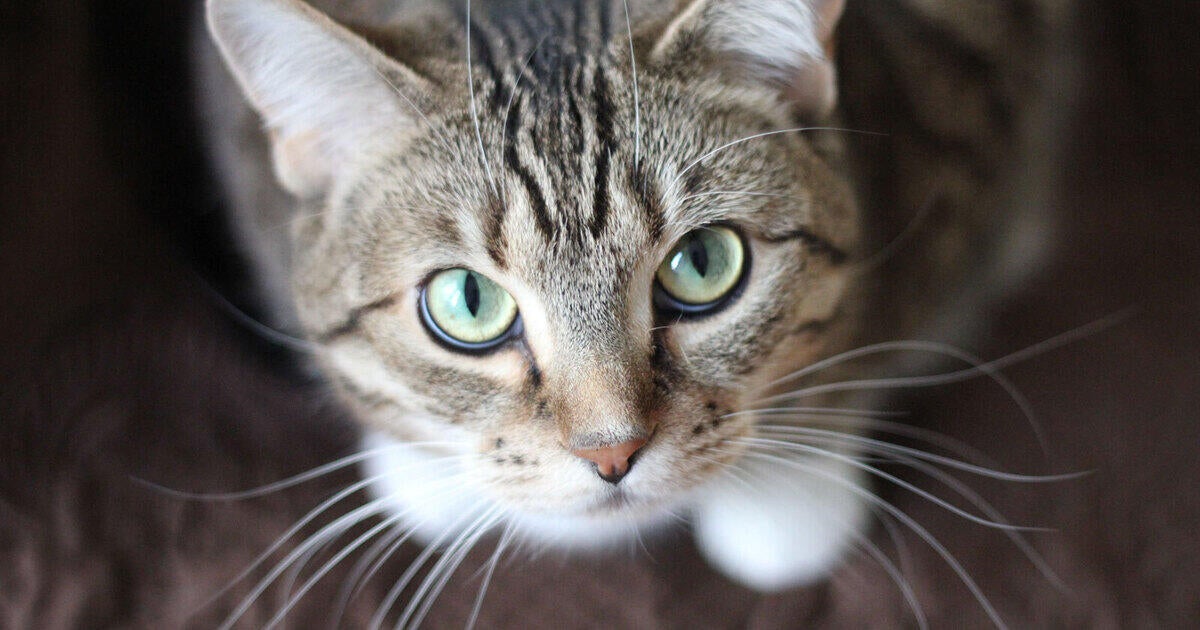 Meet The Team Larue County Animal Clinic