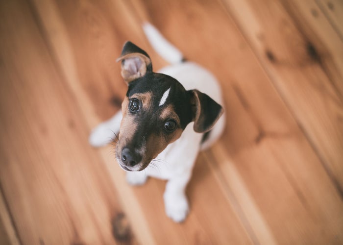 black white and brown dog sitting on wooden floor 