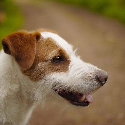 Animal Hospital in Fort Collins, CO | Paws of the Rockies Animal Hospital Animal Hospital in Fort Collins, CO | Paws of the Rockies Animal Hospital