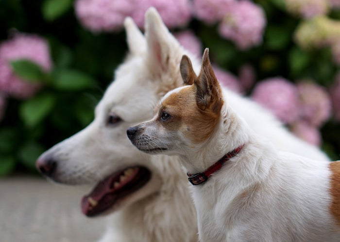 two dogs in front of flowers 